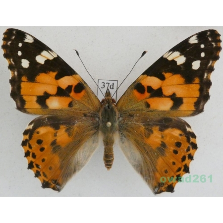 Vanessa cardui (Linnaeus, 1758) ex. ovo, Rusałka osetnik Czech37d